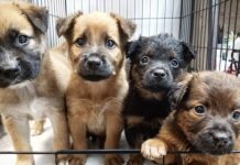 Tres cachorros caninos fueron rescatados, tras ser lanzados a un canal de regadío en Curicó