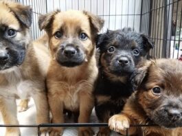 Tres cachorros caninos fueron rescatados, tras ser lanzados a un canal de regadío en Curicó