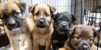 Tres cachorros caninos fueron rescatados, tras ser lanzados a un canal de regadío en Curicó