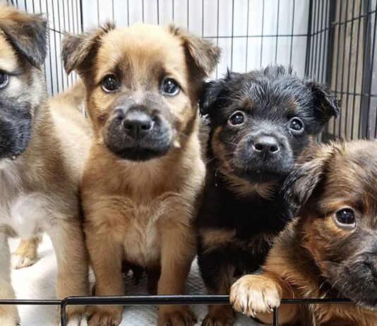 Tres cachorros caninos fueron rescatados, tras ser lanzados a un canal de regadío en Curicó