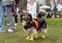 La Florida se prepara para recibir a miles de familias en una nueva versión de Expo Patitas 2026
