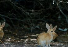 Presentan querella por el delito de maltrato animal, tras la desaparición de conejos en terreno privado de Las Condes