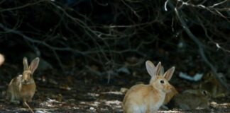 Presentan querella por el delito de maltrato animal, tras la desaparición de conejos en terreno privado de Las Condes