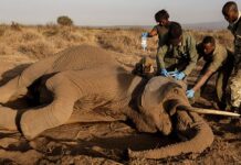 ¿Envenenamiento o enfermedad?: Investigan misterioso mal que ha matado al menos a 19 elefantes en Kenia