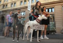 Especialistas cuestionan el proyecto de ley que busca regular las carreras de perros galgos en Chile