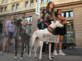 Especialistas cuestionan el proyecto de ley que busca regular las carreras de perros galgos en Chile