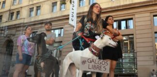 Especialistas cuestionan el proyecto de ley que busca regular las carreras de perros galgos en Chile