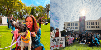 Diputada Marisela Santibáñez por carreras de galgos: “Si este Gobierno tiene una agenda importante contra la delincuencia, acá podemos partir”