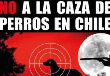 Comisión de Agricultura de la C. de Diputados aprueba en general proyecto que busca autorizar la caza de perros