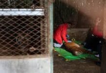 Rescatan a 30 tigres y leones de un antiguo zoológico de Argentina tras años de abandono