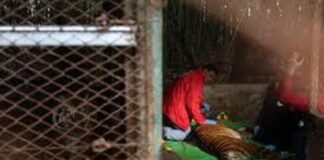Rescatan a 30 tigres y leones de un antiguo zoológico de Argentina tras años de abandono