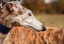 Colmevet le dice no a las carreras de perros galgos en nuestro país y pide la derogación del artículo 16 de la ley 20380