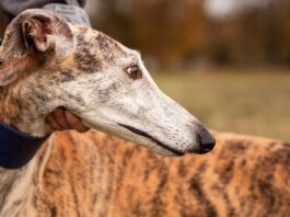 Colmevet le dice no a las carreras de perros galgos en nuestro país y pide la derogación del artículo 16 de la ley 20380