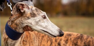 Colmevet le dice no a las carreras de perros galgos en nuestro país y pide la derogación del artículo 16 de la ley 20380
