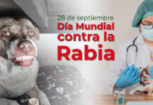 Chile elimina la rabia transmitida por perros: un logro que se cuida con prevención, aseguran especialistas