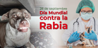 Chile elimina la rabia transmitida por perros: un logro que se cuida con prevención, aseguran especialistas
