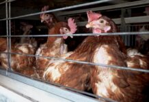 Investigación documenta las condiciones de gallinas enjauladas de una de las principales cadenas de supermercados del país