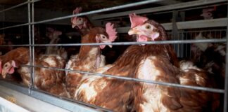 Investigación documenta las condiciones de gallinas enjauladas de una de las principales cadenas de supermercados del país