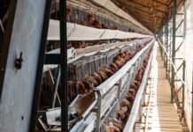 Huevos libres de jaula: qué significa el movimiento cage-free en Chile