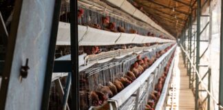 Huevos libres de jaula: qué significa el movimiento cage-free en Chile