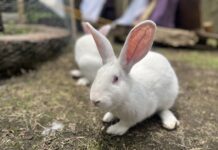 Se presenta proyecto de ley para prohibir las pruebas en animales con fines cosméticos en la Argentina