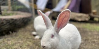 Se presenta proyecto de ley para prohibir las pruebas en animales con fines cosméticos en la Argentina