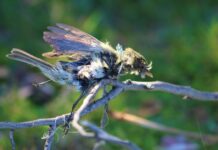 Hilo de volantín: una amenaza para las aves en Fiestas Patrias (y también después)