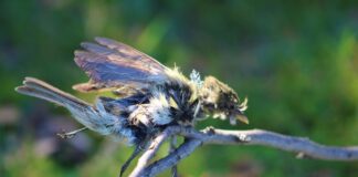 Hilo de volantín: una amenaza para las aves en Fiestas Patrias (y también después)