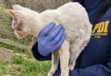 Rescataron a tres animales de Quilpué, tras denuncia de maltrato animal