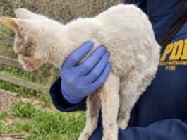 Rescataron a tres animales de Quilpué, tras denuncia de maltrato animal