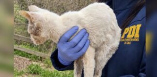 Rescataron a tres animales de Quilpué, tras denuncia de maltrato animal