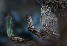 Chileno gana premio en prestigioso concurso de retratos de aves con la imagen de un esquivo tucúquere
