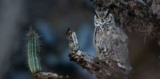 Chileno gana premio en prestigioso concurso de retratos de aves con la imagen de un esquivo tucúquere