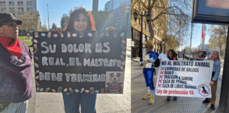 Cuestionan actividad animalista realizada este sábado en Santiago, acusando que no se puede abandonar la calle en la visibilización de la causa