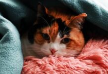Perseo: cuando el bienestar animal está por sobre la disputa familiar (Opinión)