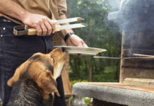 Consultas veterinarias de urgencia se disparan en Fiestas Patrias: Colmevet entrega la guía para un 18 sin sustos con las mascotas