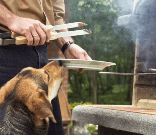 Consultas veterinarias de urgencia se disparan en Fiestas Patrias: Colmevet entrega la guía para un 18 sin sustos con las mascotas