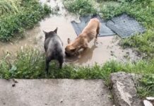Rescataron a 4 perritos que estaban abandonados en casa de Lampa