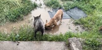 Rescataron a 4 perritos que estaban abandonados en casa de Lampa