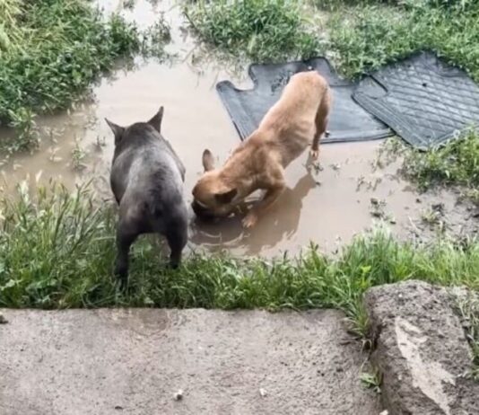 Rescataron a 4 perritos que estaban abandonados en casa de Lampa