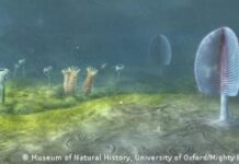 Los animales habrían surgido 200 millones de años antes, según recientes investigaciones