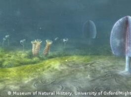 Los animales habrían surgido 200 millones de años antes, según recientes investigaciones