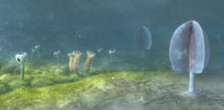 Los animales habrían surgido 200 millones de años antes, según recientes investigaciones