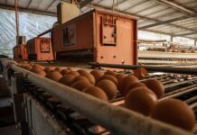 Sostenibilidad a medias: 9 de cada 10 grandes empresas alimentarias presentan escasa evidencia de mejoras en bienestar animal