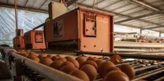 Sostenibilidad a medias: 9 de cada 10 grandes empresas alimentarias presentan escasa evidencia de mejoras en bienestar animal