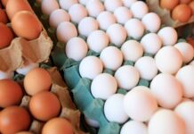 Día del Huevo: no todos se producen igual, ¿qué cambia para las gallinas?