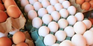 Día del Huevo: no todos se producen igual, ¿qué cambia para las gallinas?