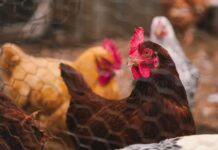 El negocio del huevo enfrenta un cambio global: informe advierte los riesgos de seguir produciendo con jaulas