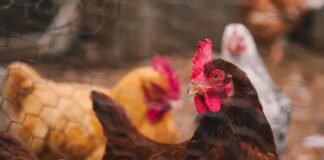 El negocio del huevo enfrenta un cambio global: informe advierte los riesgos de seguir produciendo con jaulas