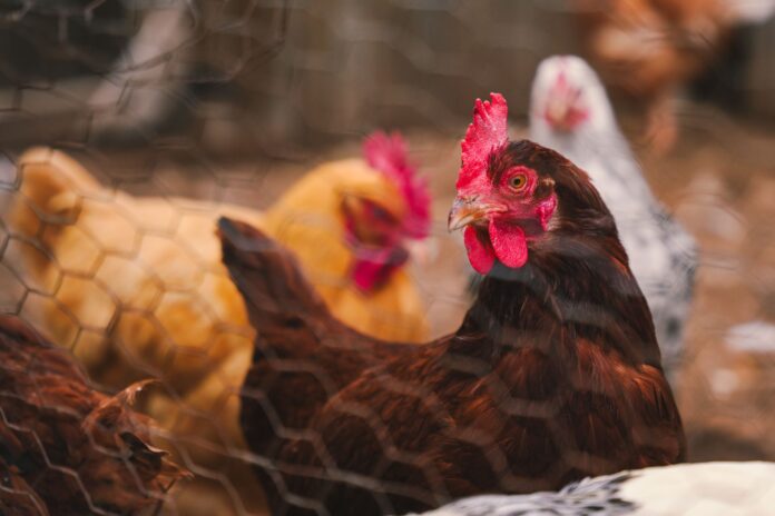 CP White Paper Sinergia Animal2 (1)